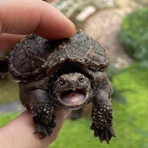 佛鳄佛鳄龟亚成佛亚成极品佛拟鳄龟亚成极品佛佛州拟鳄极品佛鳄)