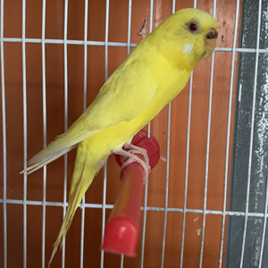 黄化红眼|虎皮|鹦鹉|特价处理