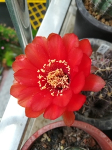 出剑芒丸仙人球两棵,尺寸花色看图.一物一拍,出的就是图上这两