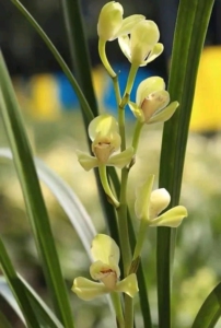 建兰绿光登  建兰八大名品绿光登梅 兰花绿光灯 绿光登  两