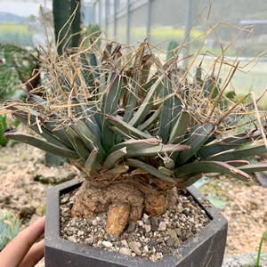 仙人球,光山,三头,实生n多年,超级大老货,可遇不可求,喜欢