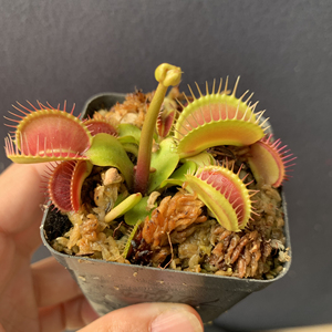西南巨人捕蝇草,开花株,一物一拍,满68包邮.