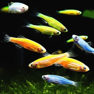 热带鱼观赏鱼 糖果色斑马鱼-荧光绿翡翠斑马包邮包损