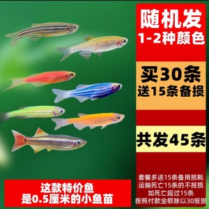 包邮9.8元发45条斑马鱼又名红绿灯鱼（其中15条是备损的）
