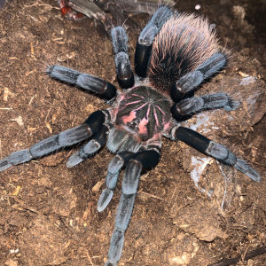 哥伦比亚镭射蜘蛛