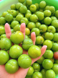 000人付款淘宝三月李现货李果三华李青脆李新鲜李子脆