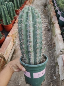 幸福柱 武伦柱 仙人柱仙人掌武伦柱属