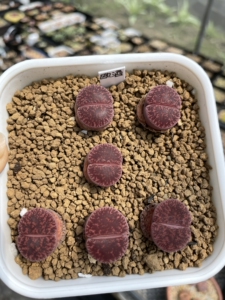 酒红 欧版粗纹酒红紫薰   生石花