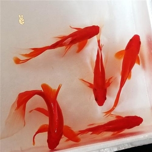大红鱼三四两的,大小都有价格不一
