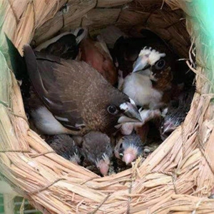 自家繁殖的保母鸟黑白花十姐妹新种对,不想买到淘汰鸟的别放过