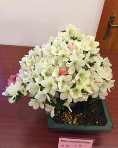 日本皋月杜鹃明美之月
