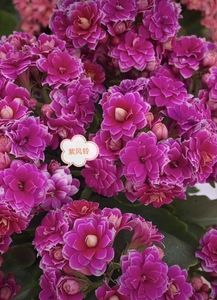 长寿花紫风铃出苗对版