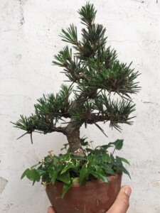 日本旭龙黑松,旭竜黒松,基础和分枝包括骨架相当好,喜欢的可以