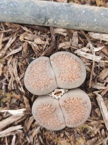 生石花大超大双头