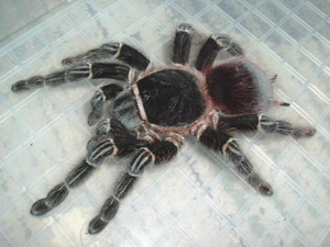 巴伊亚猩红蜘蛛5cm,宠物巴西所罗门巨人金直间橙巴布海格力斯