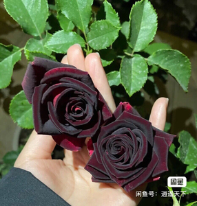 【买一送一】路易十四黑玫瑰  黑巴克月季花苗切花淡香中苗包邮