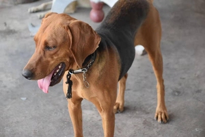 【巴尔干猎犬】巴尔干猎犬品牌,价格 阿里巴巴