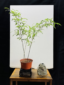 大盆朱竹 紫寒竹盆景盆栽