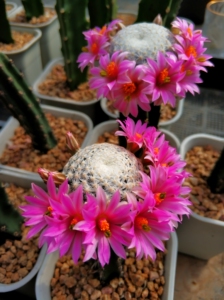 仙人球嫁接,黑刺袖蒲苗接白鸟大单头3.5公分,开花母本打种子