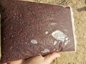 观赏鱼饲料鱼粮鱼食鱼食 冰冻红虫 冰冻小牙子母虫 喂鱼红虫