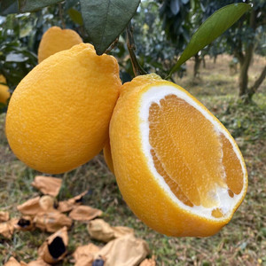 台湾木瓜橙柚5斤当季蜜丁橙柚橙子