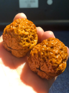 铁核桃龙脊背带阴彩非常漂亮懂的拍,肚41克重47克一物一图看