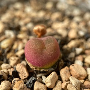 肉锥 毛汗尼 毛汉尼 红宝石1804 三年半开花株 带种荚