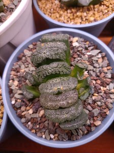 绿岛玉扇群,大母本,带3个侧芽,脱土到付.