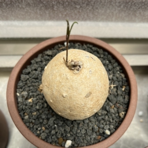 布鲁牵牛 块根植物 粉色花