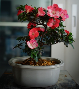 日本进口皋月杜鹃绯梅.小精品.不要错过.本人系盆景爱好者,在