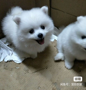 银狐犬纯种日本