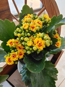 【大盆带花苞】新品稀有品种宝玉重瓣长寿花盆栽室内四季开花懒人