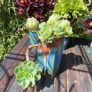 多肉植物胜者骑兵碧桃群生老桩一物一拍所见即所得