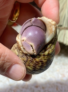 特价出 短碗 寄居蟹 大胖钳子一枚 缺一个小腿腿 褪皮后可以