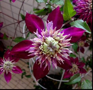 铁线莲 紫子丸三年苗带花发货铁线莲品名:紫丸子