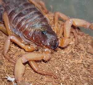 三色绒粗尾蝎7l母 pvo