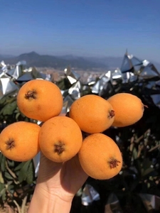 云霄枇杷,一箱5斤,包邮