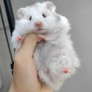 家养长毛白熊,白熊金丝熊,标价全款包邮!满月宠好培养,三天包