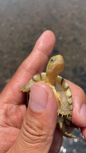 纯种金头小青龟皖喉黄喉拟水龟