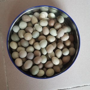 孵化器小型家用型孵化机全自动智能卵蛋器小鸡鸭孵蛋孵化箱1人付款