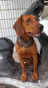 小体巴尔干猎犬,血统实战.种公对外借配