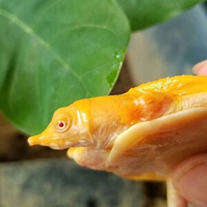 红眼金身黄金鳖黄金龟苗水鱼王八白化变异山瑞红眼睛深水黄金甲鱼