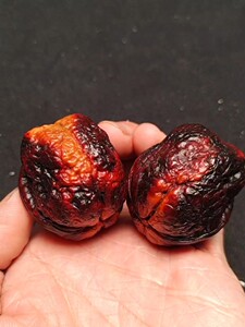 【收藏18】44大尺七彩方尊元宝蛤蟆头云南野生铁核桃文玩核桃