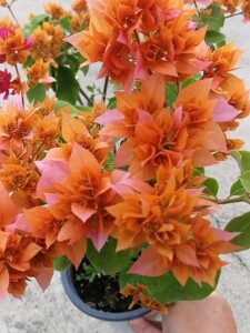 品牌型号:一个开花特别勤的重瓣三角梅新品种