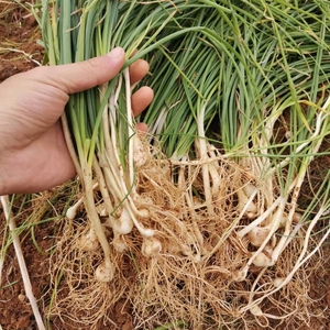 野生小蒜新鲜野葱小根蒜农家苦藠团葱现挖江西时令野菜薤白包邮