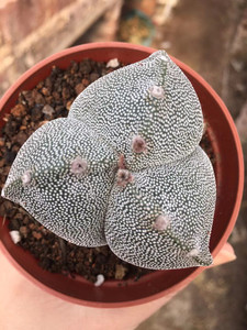 三角银沙鸾凤玉