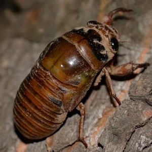 羽含商企淘宝剧场读心术猴子震撼心灵魔术道具一百只100只星火燎原