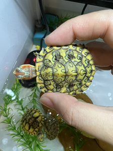 变异黄耳龟,金凤凰,巴西彩龟,5 开纹大苗,高黄壳色,绝美头