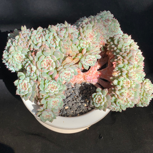 韩国进口多肉植物 极品白胖子朵朵群生缀化 收藏的最美的一颗