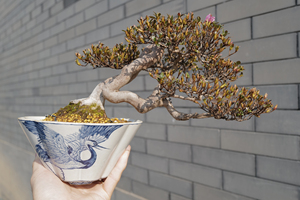 日本皋月杜鹃 深山雾岛 鹤翁